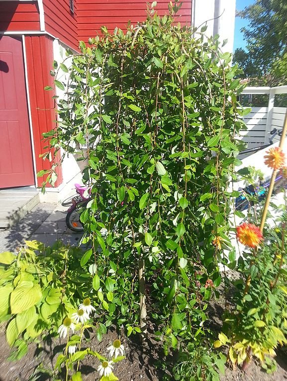 Como plantar Salgueiro 'Kilmarnock' (Salix caprea 'Kilmarnock')_1