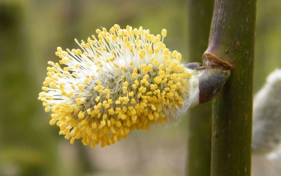Onde plantar Salgueiro 'Kilmarnock' (Salix caprea 'Kilmarnock')_2