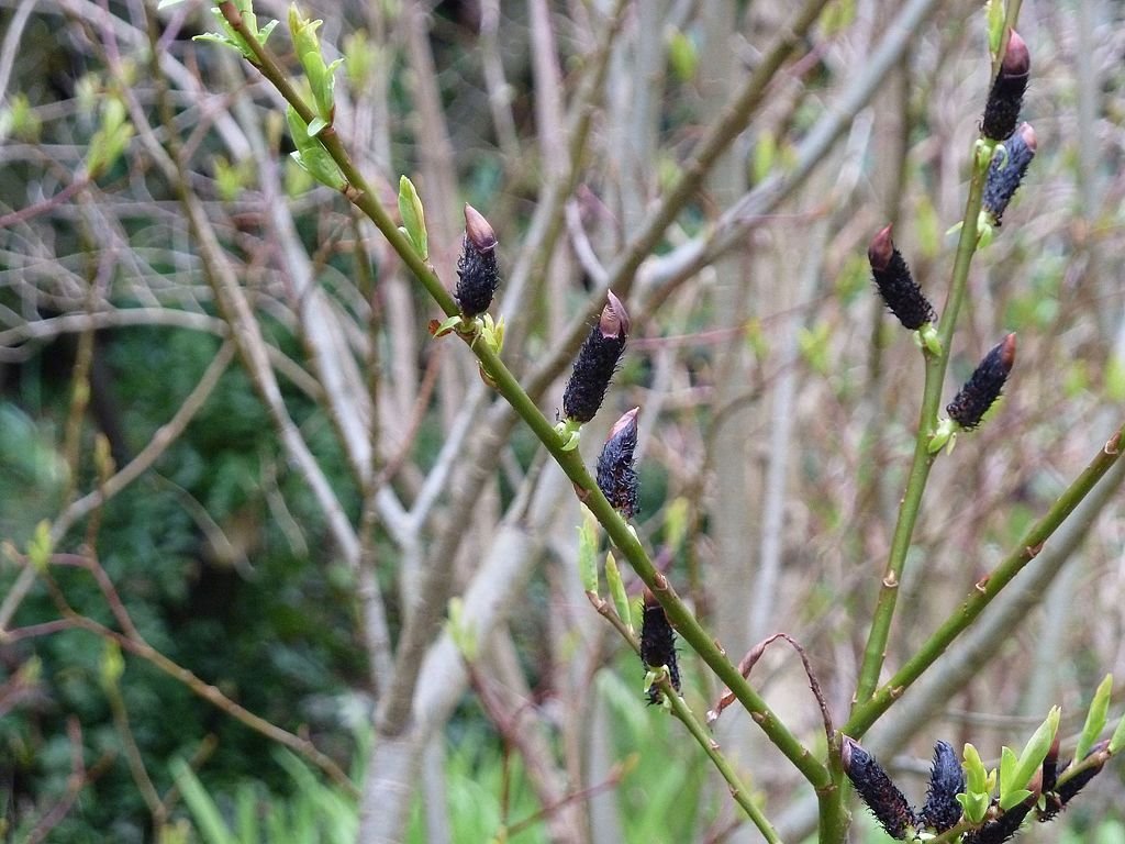 Salgueiro 'Melanostachys' (Salix gracilistyla 'Melanostachys')