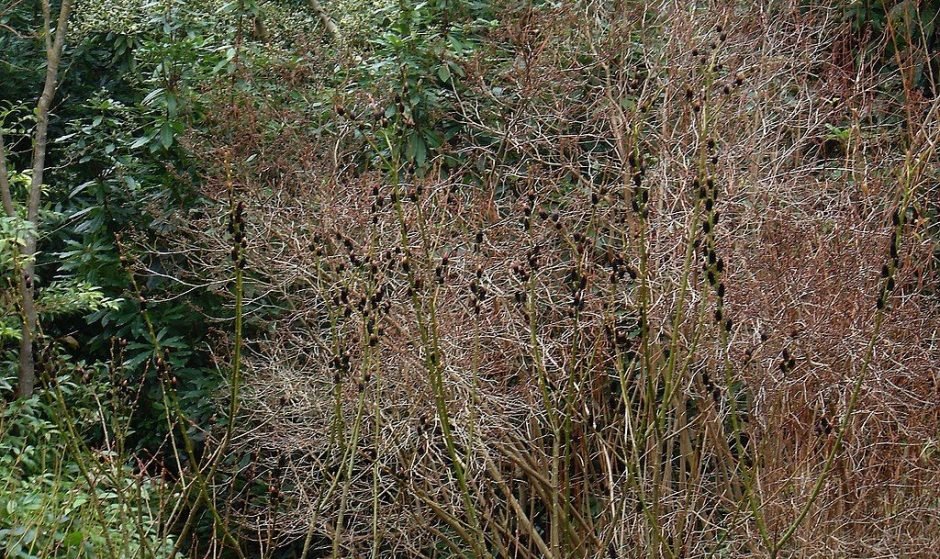 Como plantar Salgueiro 'Melanostachys' (Salix gracilistyla 'Melanostachys')_1