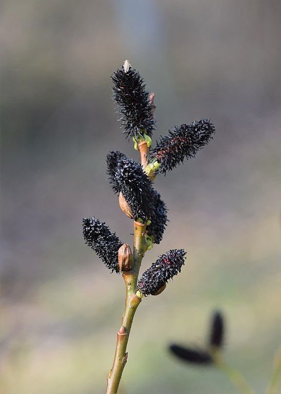 Onde plantar Salgueiro 'Melanostachys' (Salix gracilistyla 'Melanostachys')_2