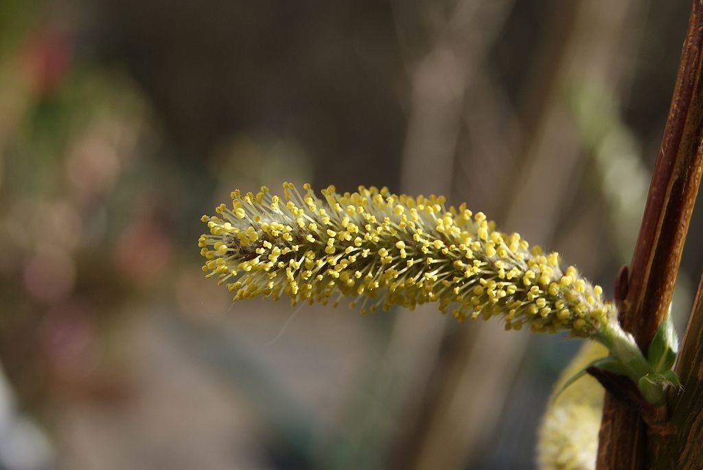 Salgueiro 'Sekka' (Salix udensis 'Sekka')