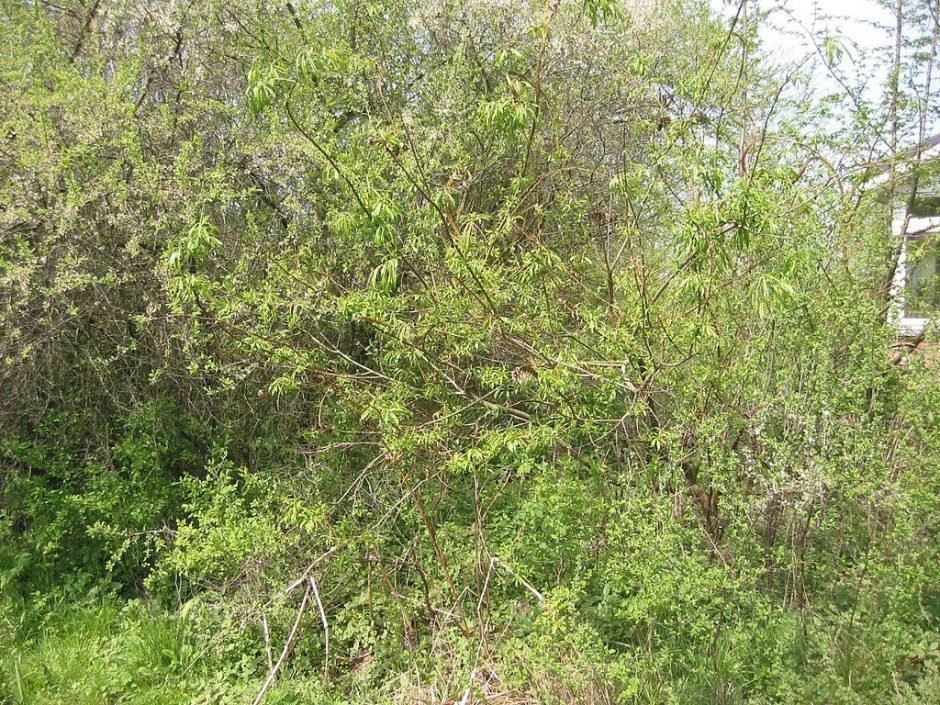Como plantar Salgueiro 'Sekka' (Salix udensis 'Sekka')_1
