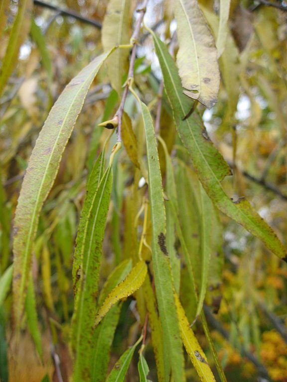 Onde plantar Salgueiro 'Sekka' (Salix udensis 'Sekka')_2