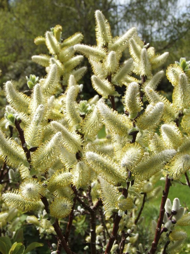 Salgueiro 'Wehrhahnii' (Salix hastata 'Wehrhahnii')