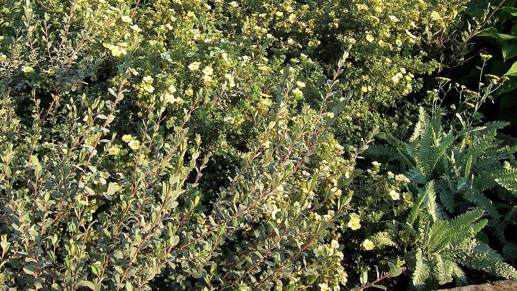 Salgueiro-anão (Salix repens var. argentea)