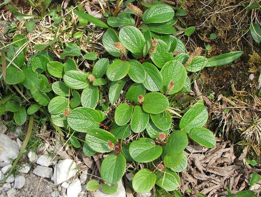 Salgueiro-anão reticulado (Salix reticulata)