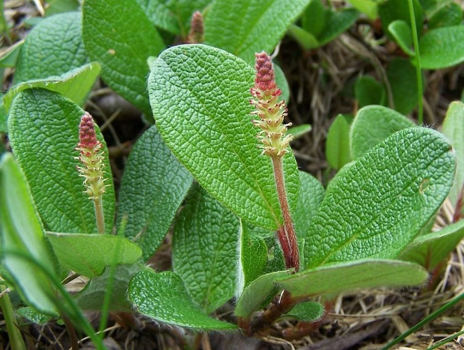 Como plantar Salgueiro-anão reticulado (Salix reticulata)_1