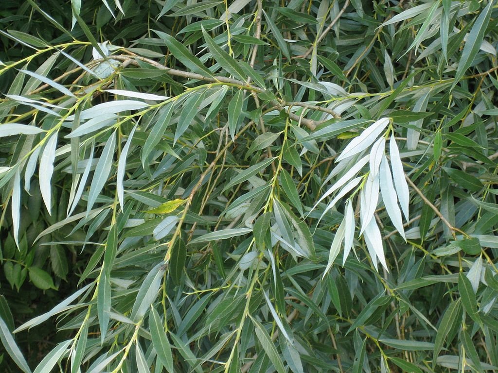 Salgueiro branco (Salix alba)
