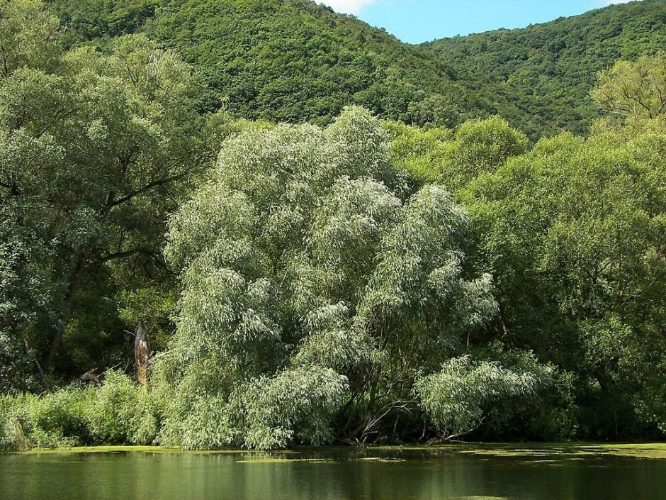 Como plantar Salgueiro branco (Salix alba)_1