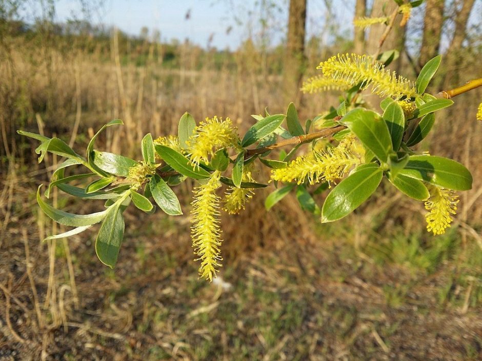 Onde plantar Salgueiro branco (Salix alba)_2