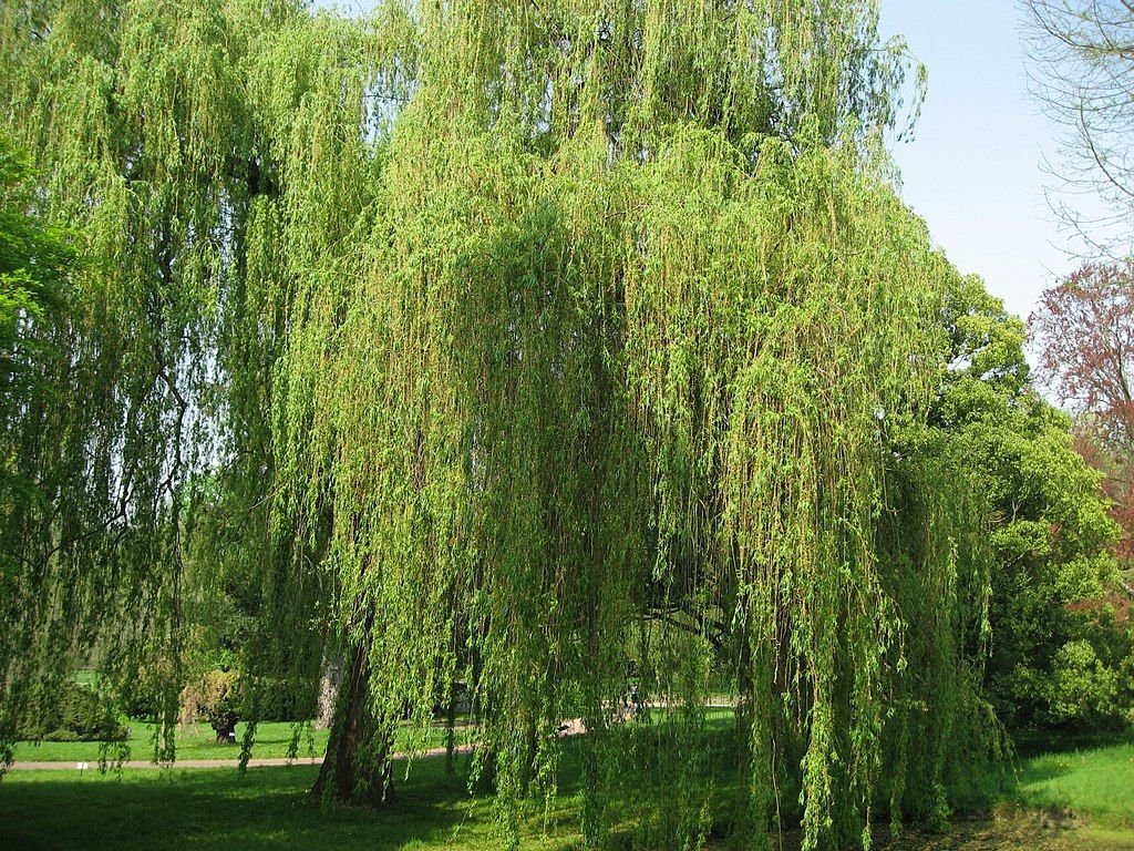 Salgueiro branco 'Tristis' (Salix alba 'Tristis')