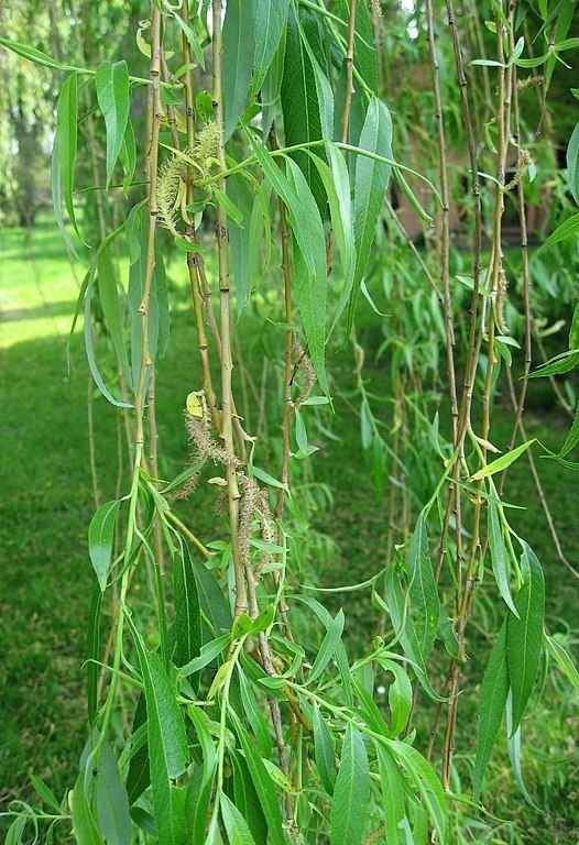 Como plantar Salgueiro branco 'Tristis' (Salix alba 'Tristis')_1
