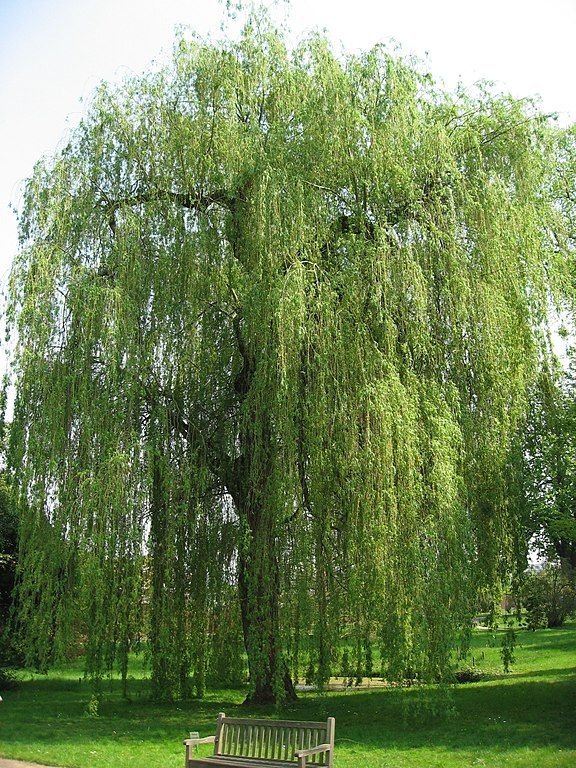 Onde plantar Salgueiro branco 'Tristis' (Salix alba 'Tristis')_2
