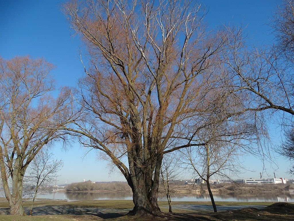 Salgueiro branco vitellina (Salix alba var. vitellina)