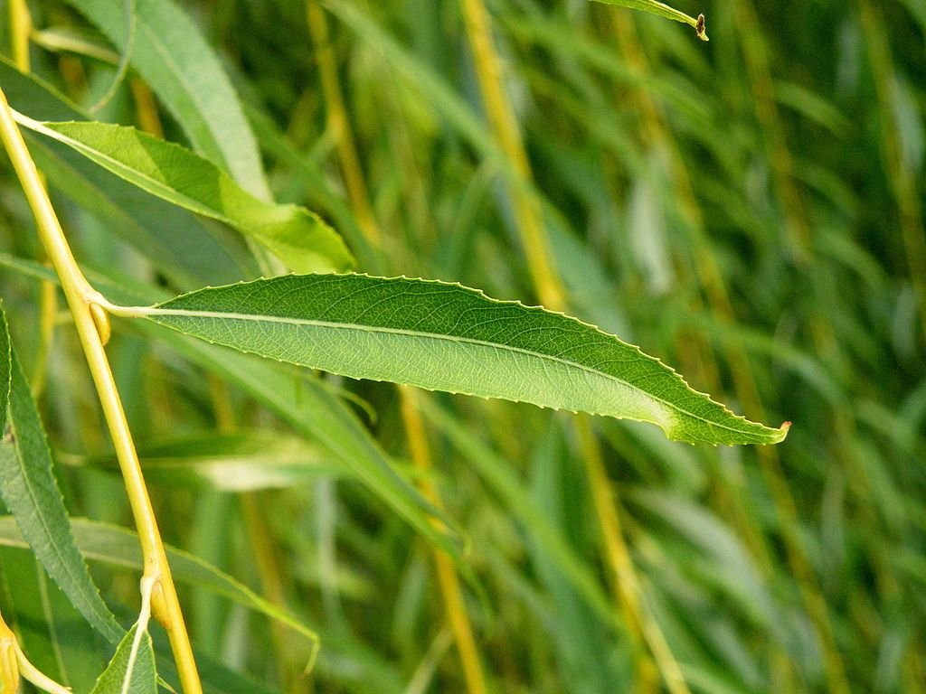 Salgueiro-chorão dourado (Salix × sepulcralis var. chrysocoma)