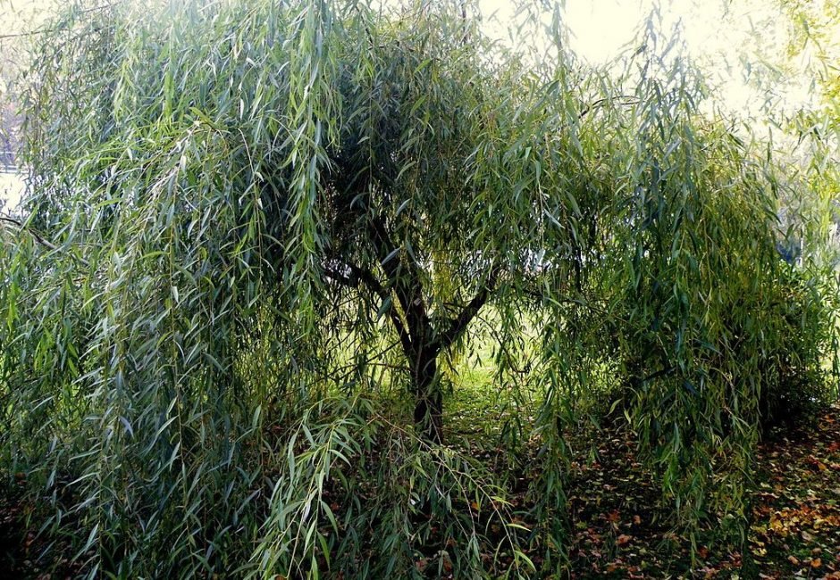 Como plantar Salgueiro-chorão dourado (Salix × sepulcralis var. chrysocoma)_1