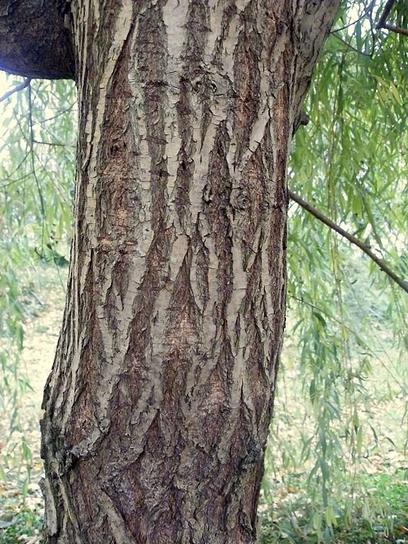 Onde plantar Salgueiro-chorão dourado (Salix × sepulcralis var. chrysocoma)_2