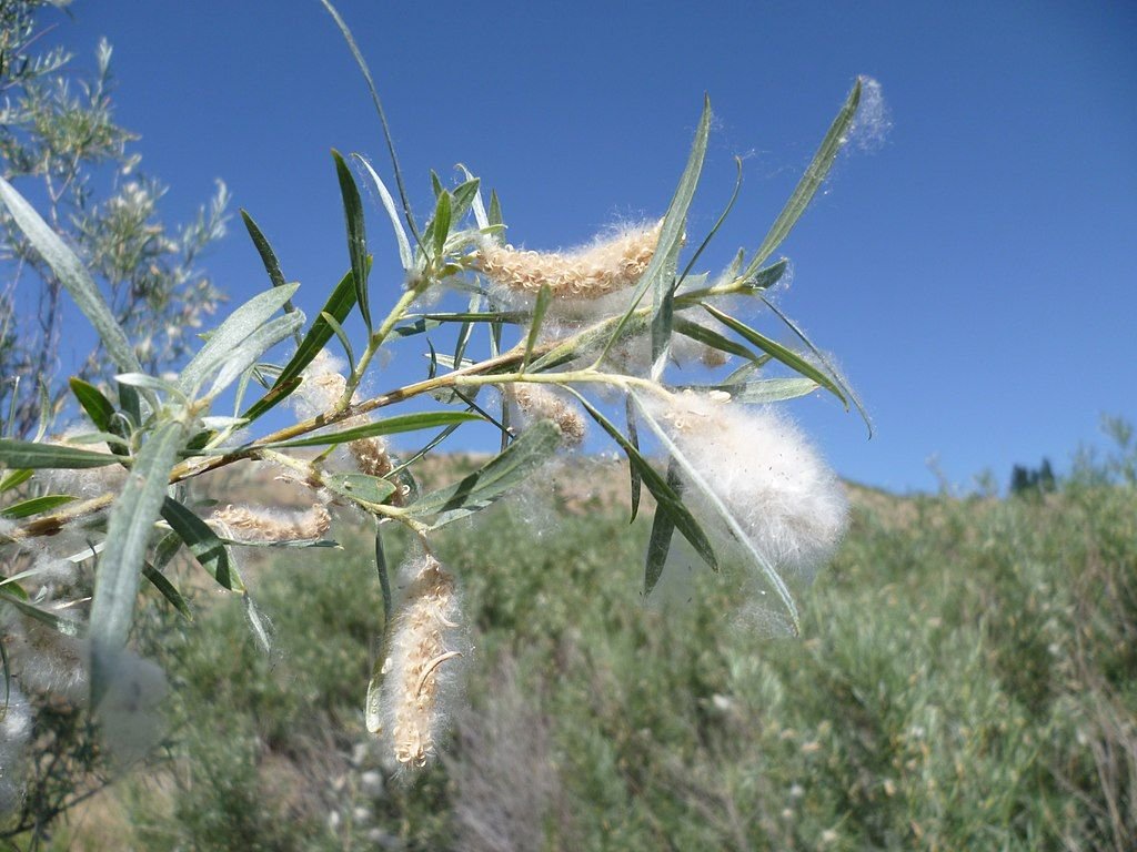 Salgueiro coyote (Salix exigua)