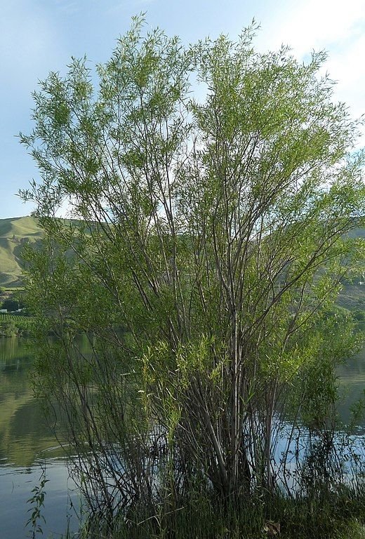 Como plantar Salgueiro coyote (Salix exigua)_1