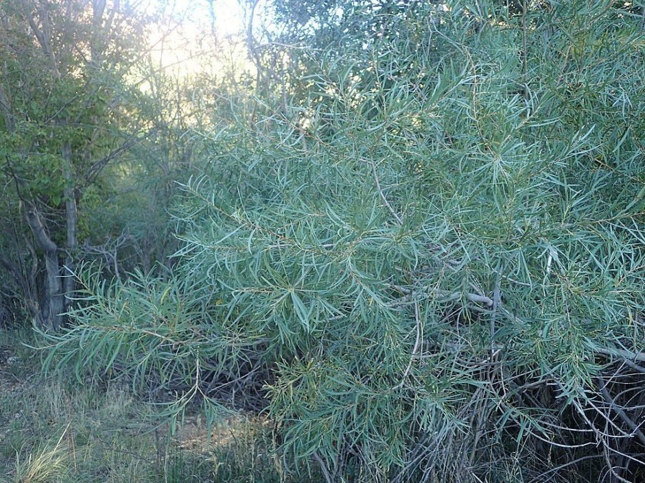Onde plantar Salgueiro coyote (Salix exigua)_2
