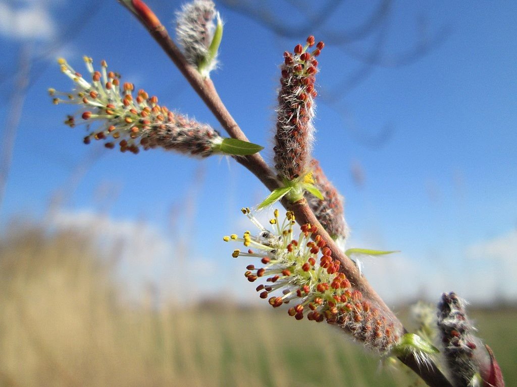 Salgueiro-de-casca-roxa (Salix purpurea)