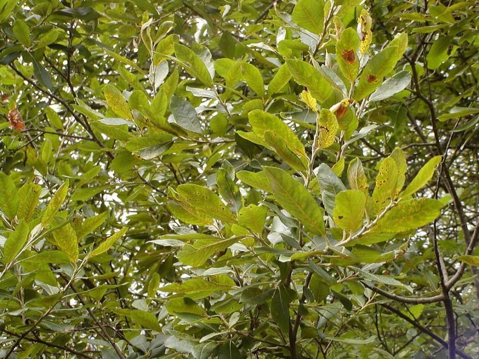 Como plantar Salgueiro-de-casca-roxa (Salix purpurea)_1