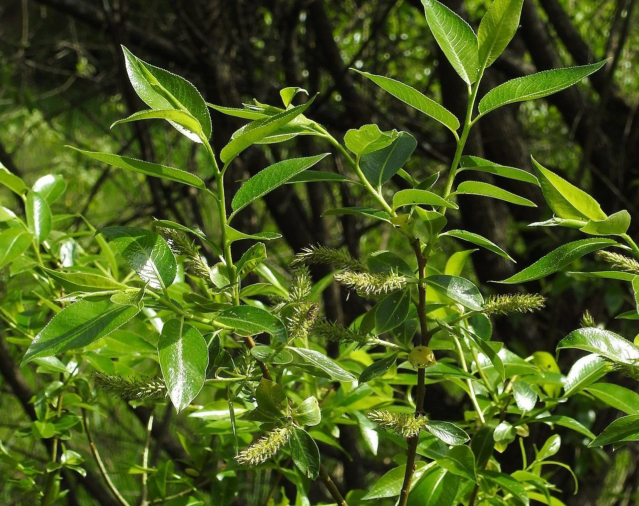 Salgueiro de cinco estames (Salix pentandra)