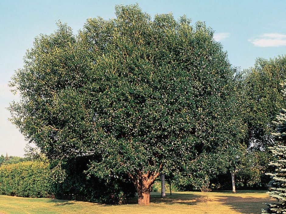 Como plantar Salgueiro de cinco estames (Salix pentandra)_1