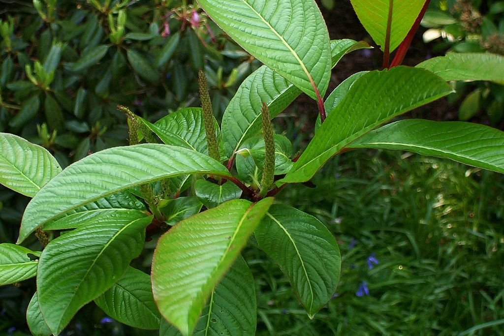 Salgueiro farges (Salix fargesii)