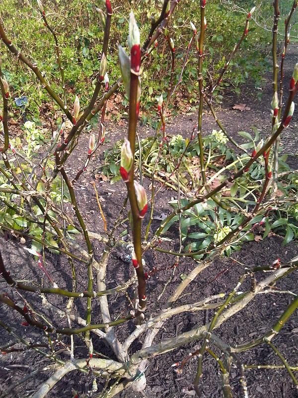 Onde plantar Salgueiro farges (Salix fargesii)_2