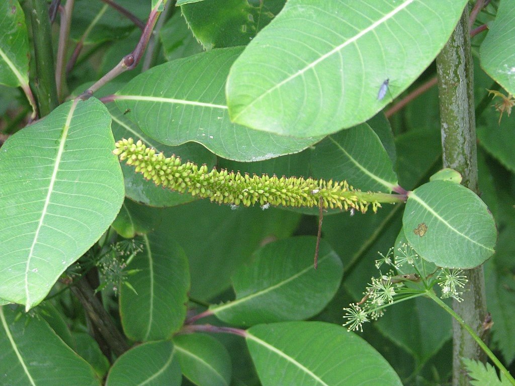 Salgueiro magnifica (Salix magnifica)