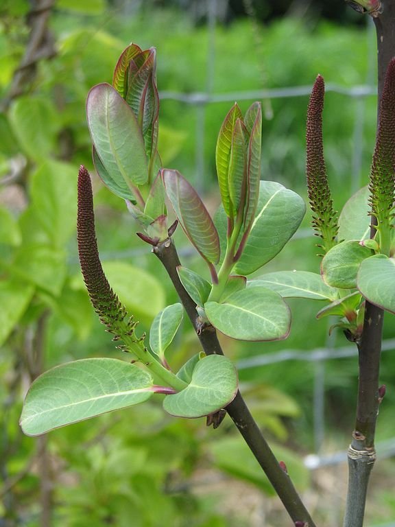 Como plantar Salgueiro magnifica (Salix magnifica)_1
