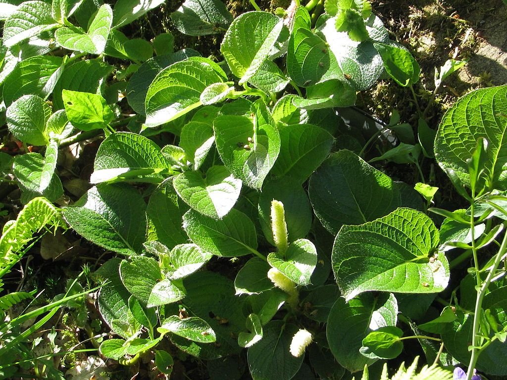 Salgueiro nakamurana yezoalpina (Salix nakamurana var. yezoalpina)