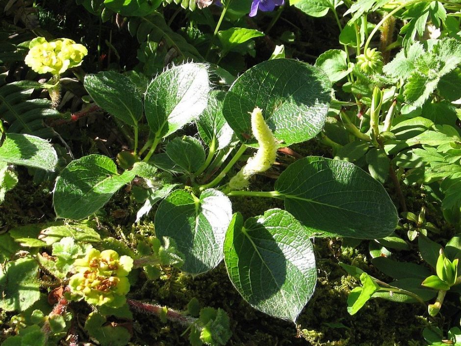 Como plantar Salgueiro nakamurana yezoalpina (Salix nakamurana var. yezoalpina)_1