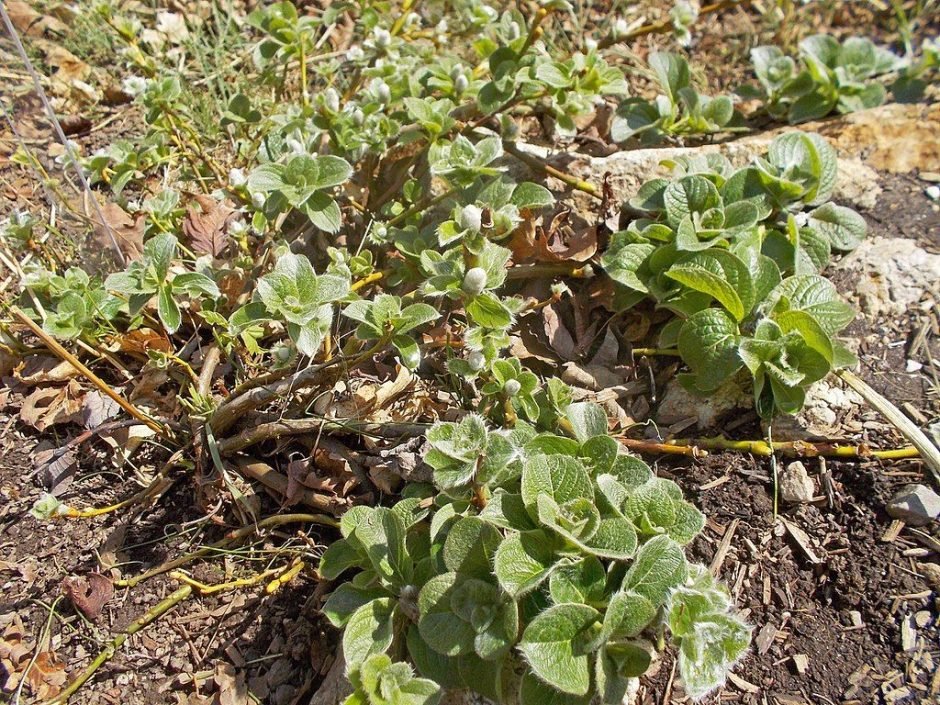 Onde plantar Salgueiro nakamurana yezoalpina (Salix nakamurana var. yezoalpina)_2