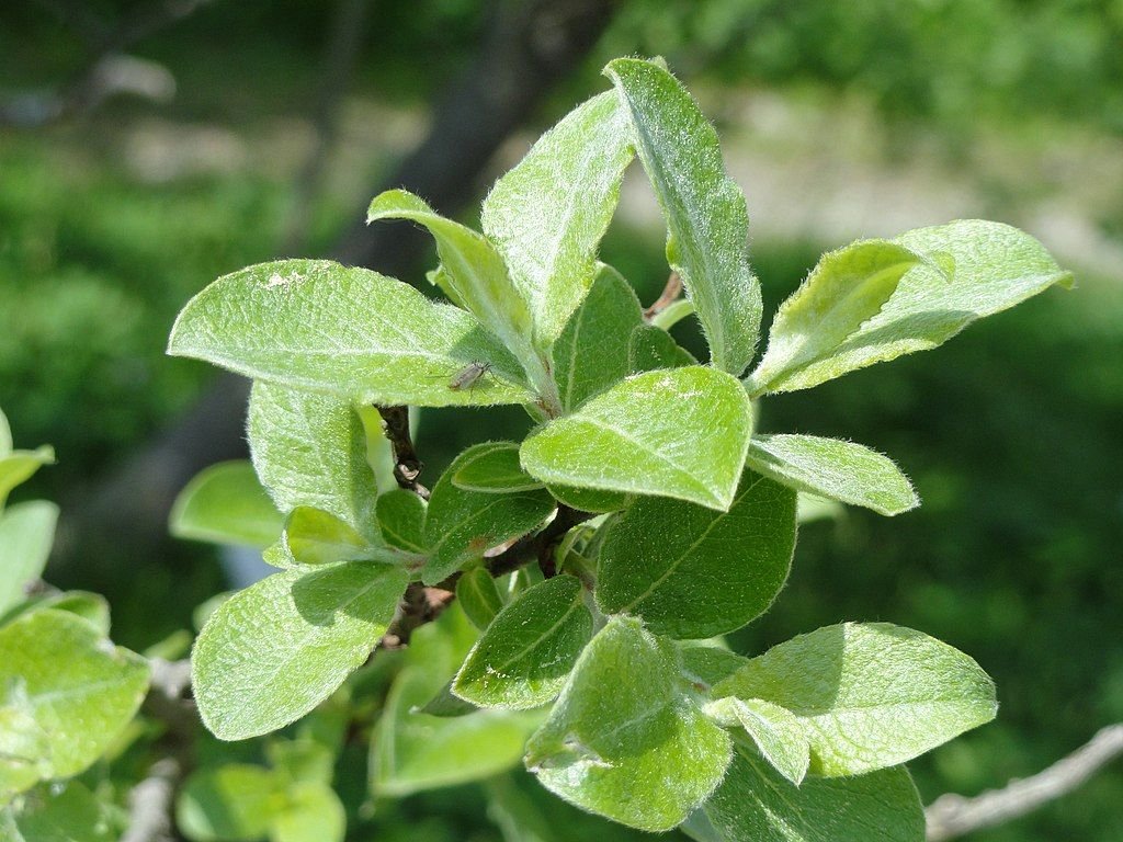 Salgueiro persa (Salix aegyptiaca)