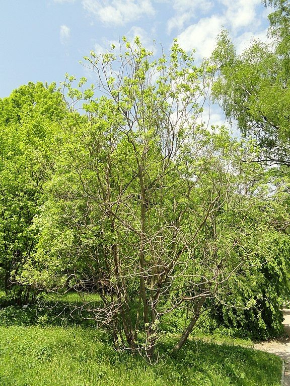 Como plantar Salgueiro persa (Salix aegyptiaca)_1