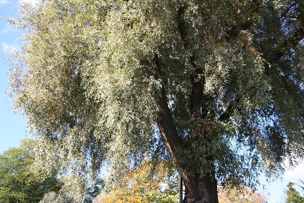 Salgueiro prateado (Salix alba var. sericea)