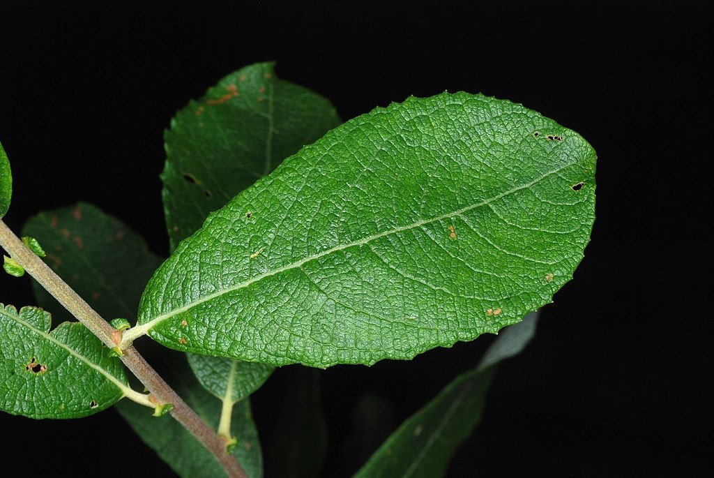 Salgueiro-preto (Salix cinerea subsp. oleifolia)
