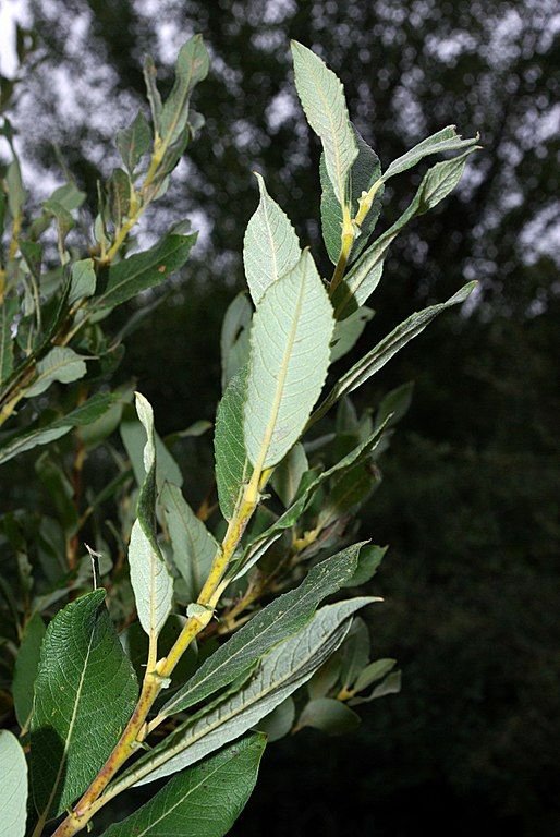 Como plantar Salgueiro-preto (Salix cinerea subsp. oleifolia)_1