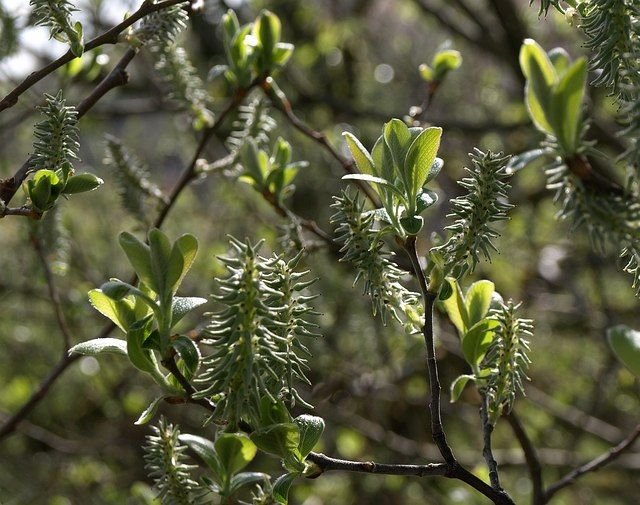 Onde plantar Salgueiro-preto (Salix cinerea subsp. oleifolia)_2