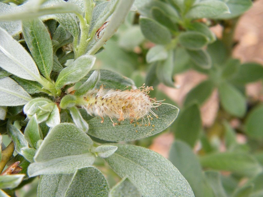 Salgueiro suiço (Salix helvetica)