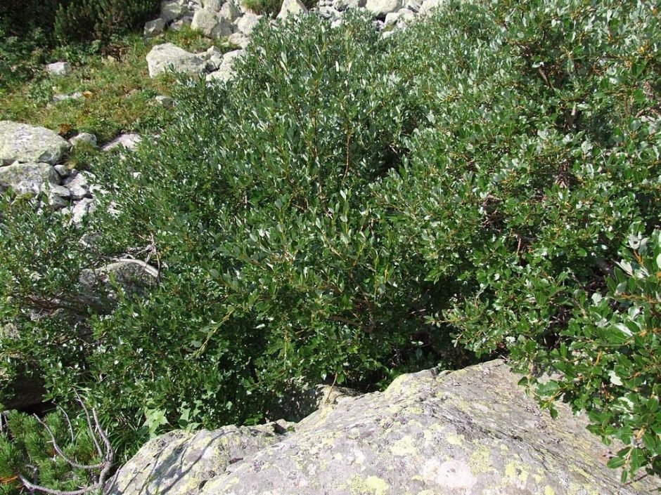 Como plantar Salgueiro suiço (Salix helvetica)_1