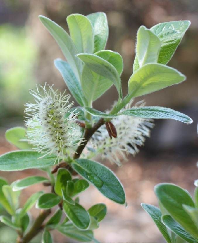 Onde plantar Salgueiro suiço (Salix helvetica)_2