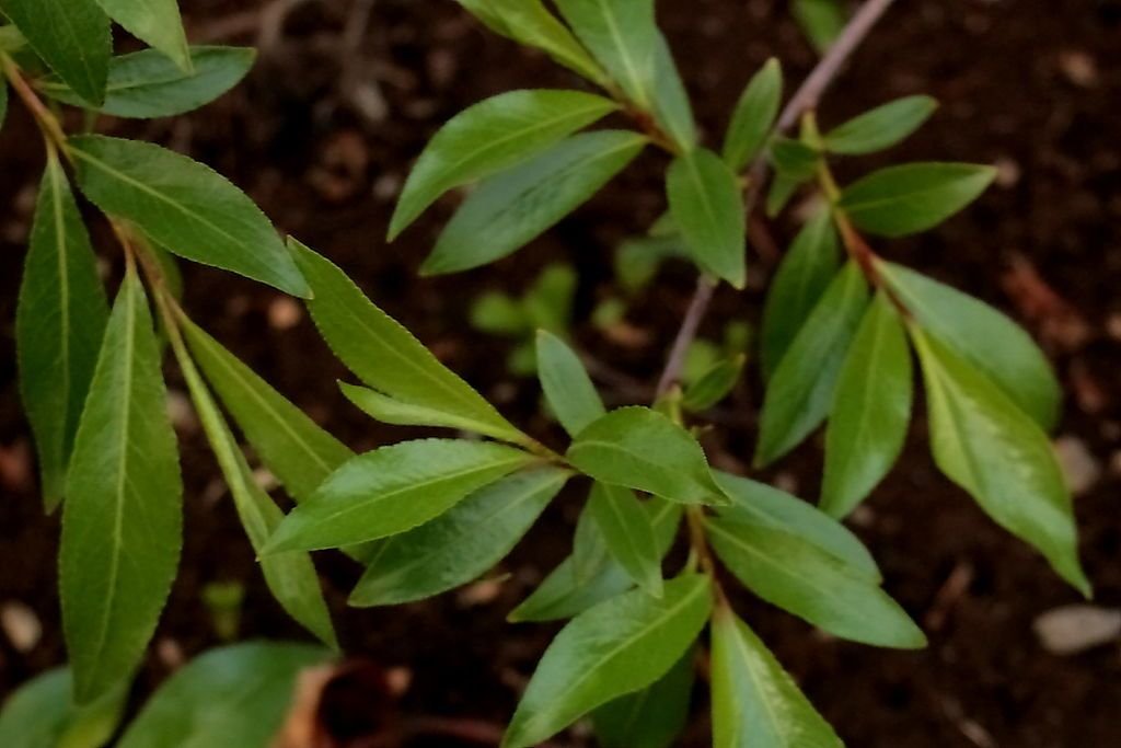 Salgueiro violeta (Salix daphnoides)