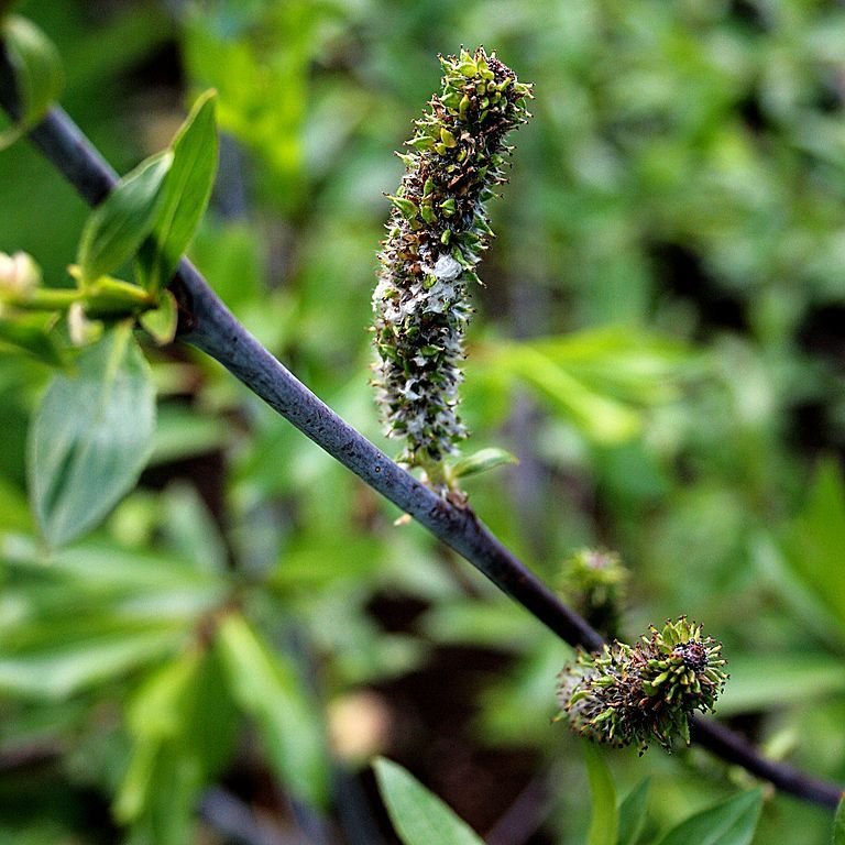Como plantar Salgueiro violeta (Salix daphnoides)_1