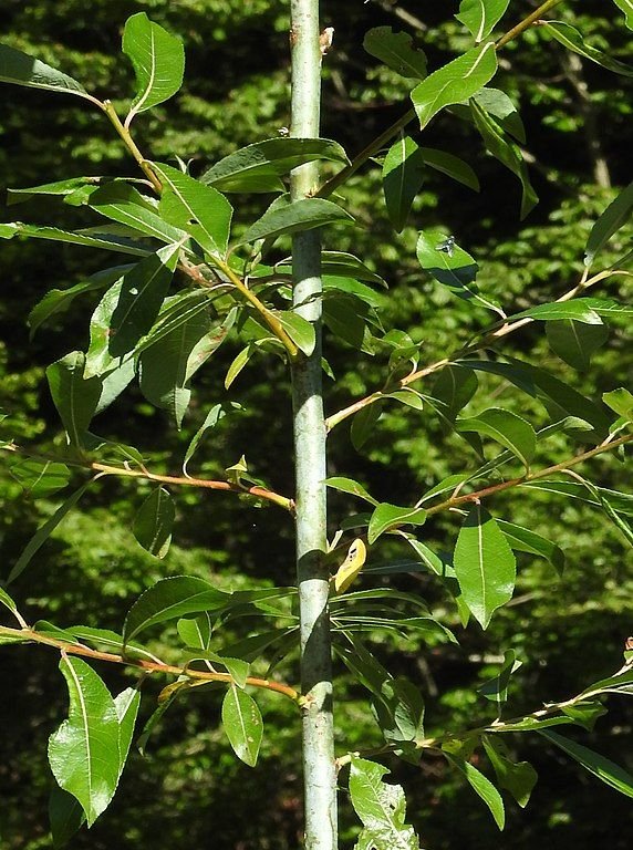 Onde plantar Salgueiro violeta (Salix daphnoides)_2