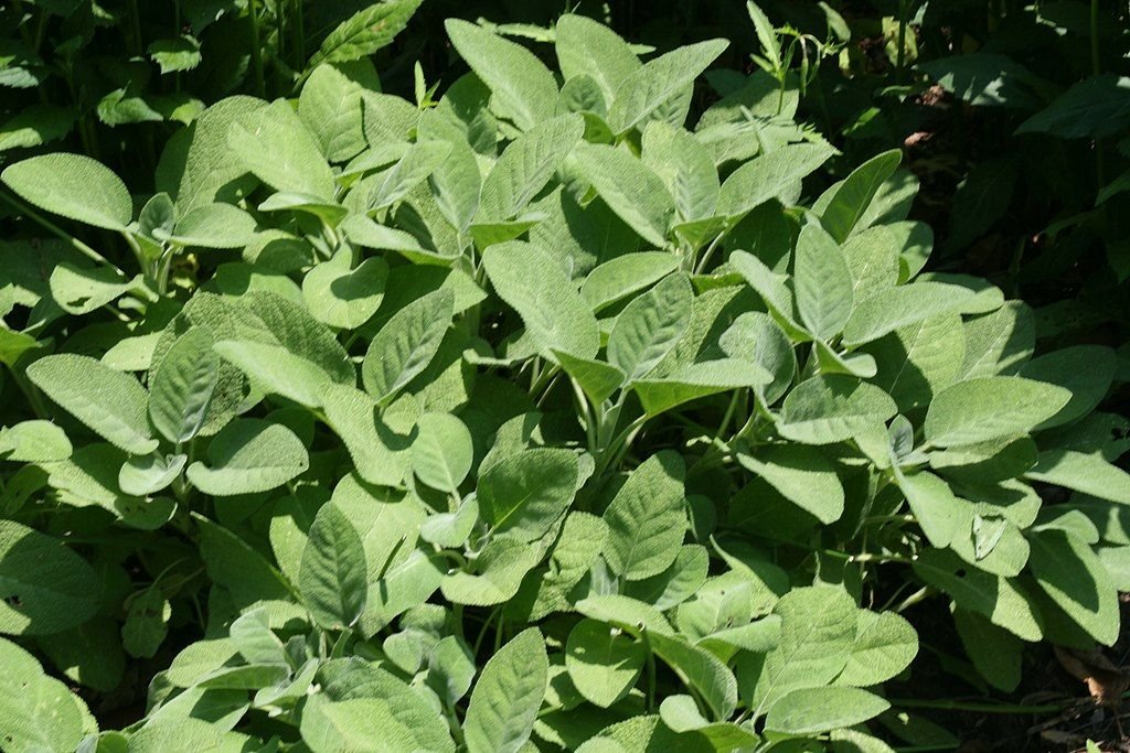 Salva 'Berggarten' (Salvia officinalis 'Berggarten')