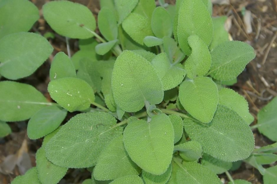 Como plantar Salva 'Berggarten' (Salvia officinalis 'Berggarten')_1